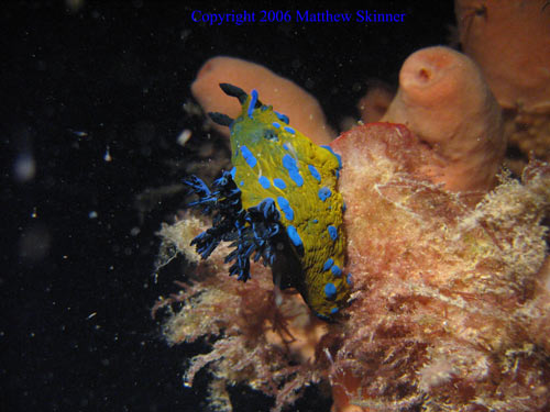A common type of nudi-branch