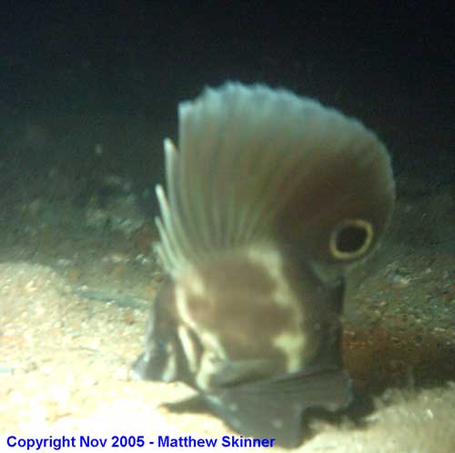 short boarfish - Parazanclistius hutchinsi